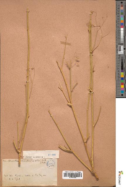 spécimen de Pituranthos chloranthus