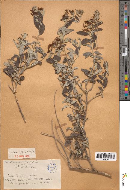 spécimen de Teucrium fruticans