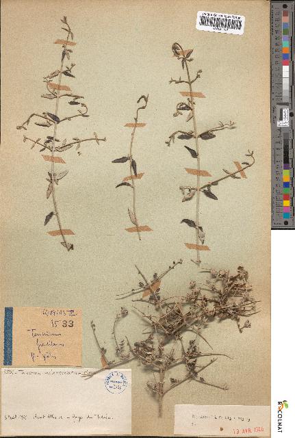 spécimen de Teucrium malenconianum