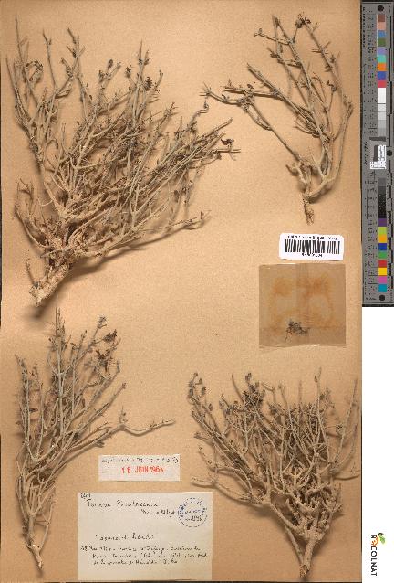 spécimen de Teucrium chardonianum