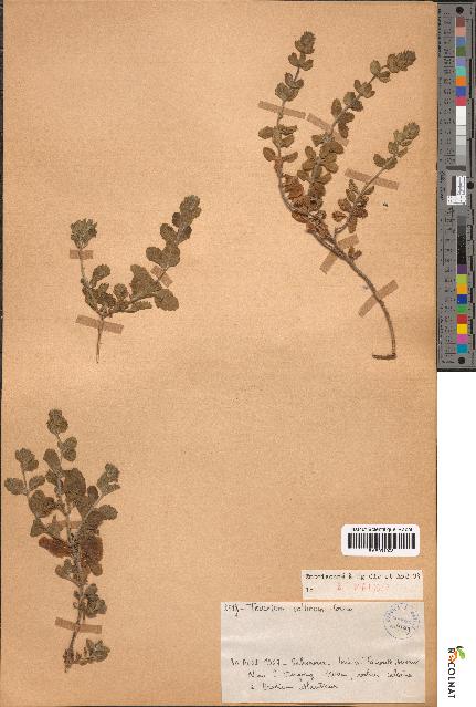 spécimen de Teucrium collinum