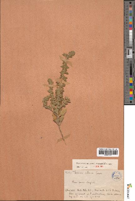 spécimen de Teucrium collinum