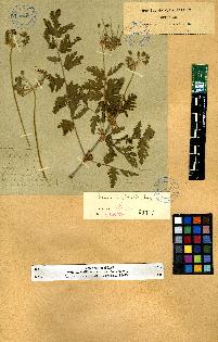 spécimen de Erodium sp.