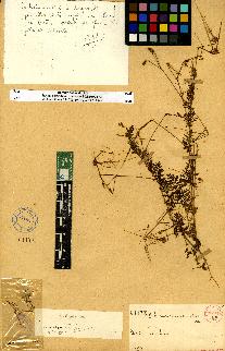 spécimen de Erodium sp.