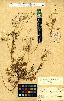 spécimen de Erodium sp.