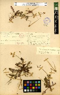 spécimen de Erodium sp.