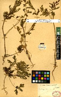 spécimen de Erodium sp.