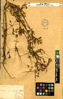 spécimen de Erodium sp.