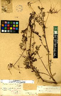 spécimen de Erodium sp.