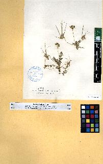 spécimen de Erodium sp.