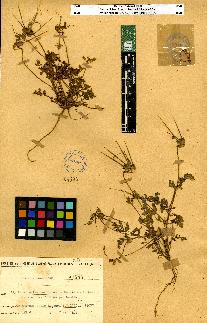 spécimen de Erodium sp.