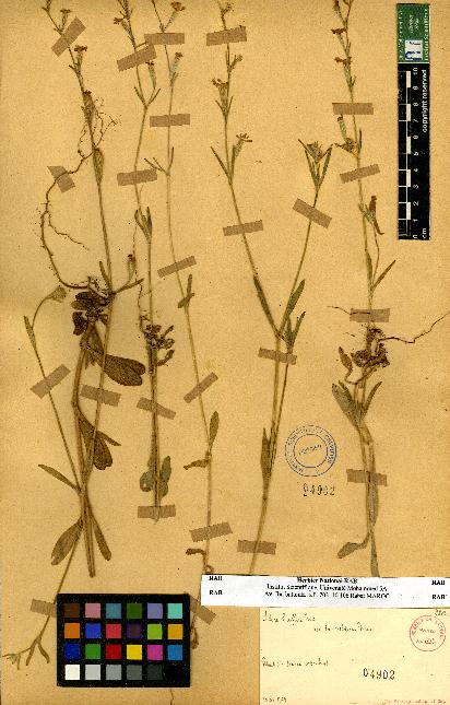 spécimen de Silene sp.