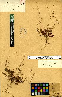 spécimen de Erodium sp.