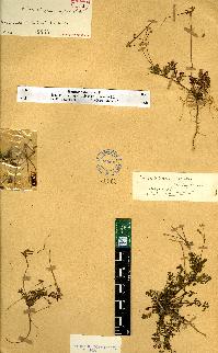 spécimen de Erodium sp.