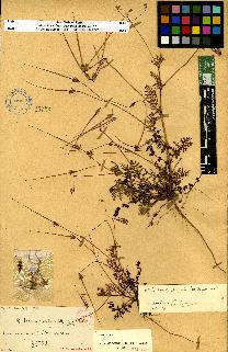 spécimen de Erodium sp.