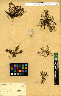 spécimen de Erodium sp.