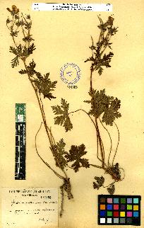 spécimen de Geranium sp.