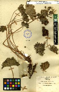 spécimen de Geranium sp.