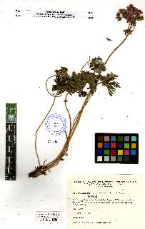 spécimen de Geranium sp.