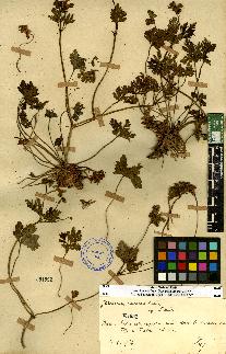 spécimen de Geranium sp.