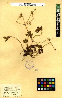 spécimen de Geranium sp.