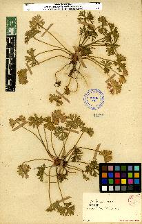 spécimen de Geranium sp.