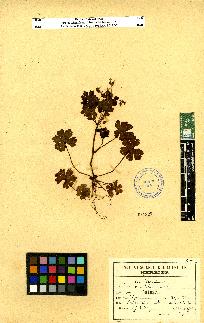 spécimen de Geranium sp.