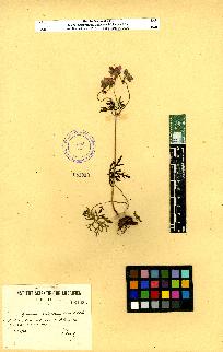 spécimen de Geranium sp.