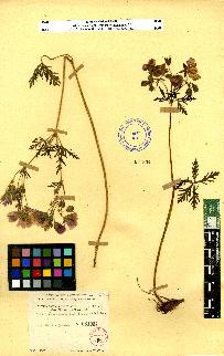 spécimen de Geranium sp.