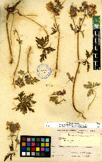 spécimen de Geranium sp.