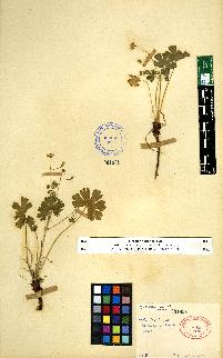 spécimen de Geranium sp.