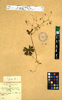 spécimen de Geranium sp.