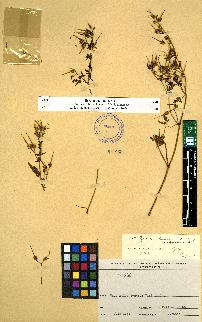 spécimen de Geranium sp.