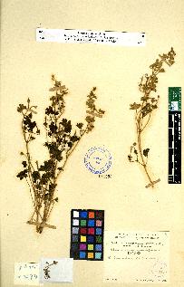 spécimen de Geranium sp.