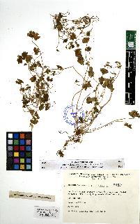 spécimen de Geranium sp.