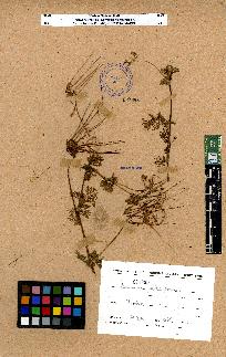 spécimen de Erodium sp.