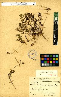 spécimen de Erodium sp.