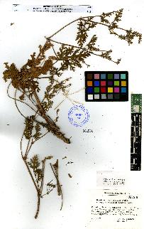 spécimen de Erodium sp.