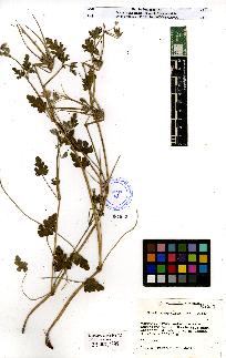 spécimen de Erodium sp.