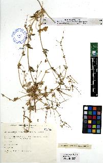 spécimen de Erodium sp.