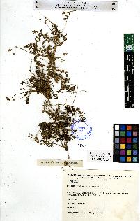 spécimen de Erodium sp.