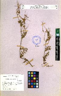 spécimen de Erodium sp.