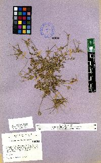 spécimen de Erodium sp.