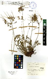 spécimen de Erodium sp.