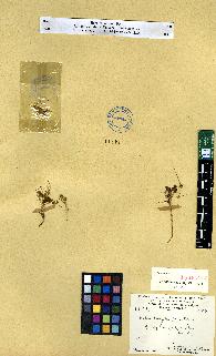 spécimen de Erodium sp.