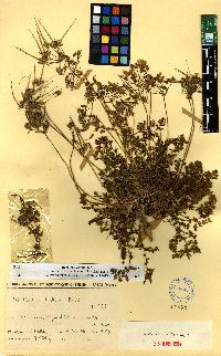 spécimen de Erodium sp.