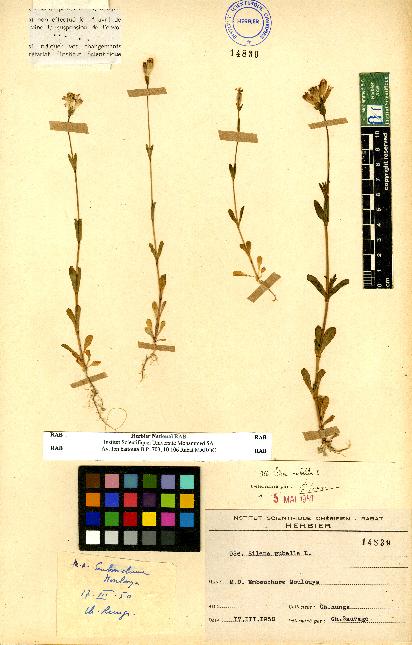 spécimen de Silene sp.