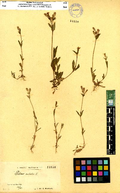 spécimen de Silene sp.