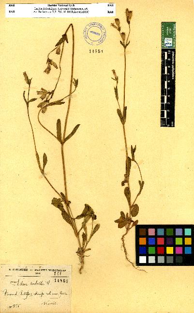 spécimen de Silene sp.