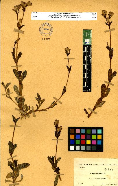 spécimen de Silene sp.